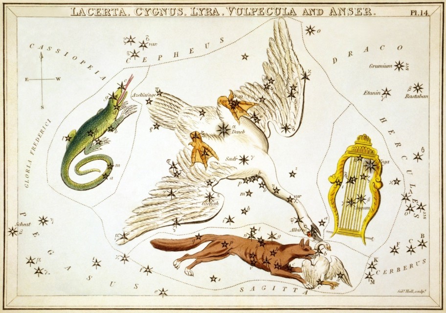 Constellation Cygnus Astrology